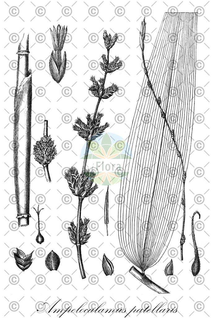 HistAbb_wfo-0000845806_1_ENZY_Simple | Historische Abbildung von Ampelocalamus patellaris - Poaceae | Historical Illustration of Ampelocalamus patellaris - Poaceae
