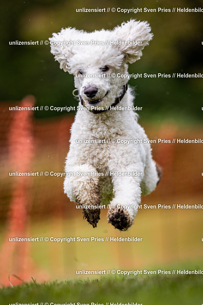 Sven Pries | 2024-04-21 - Hunderennen Baden-Oos
Foto: Sven Pries - Realisiert mit Pictrs.com