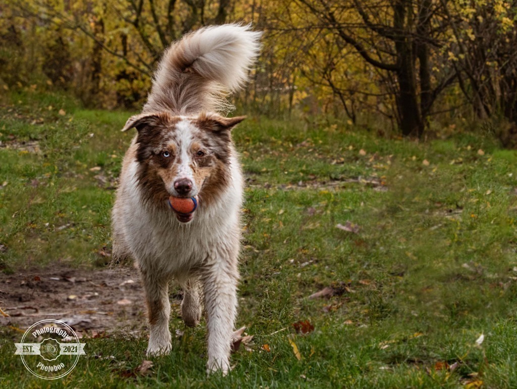 Lieblingsbilder_Photoboo_51 | Pferde- und Hundefotografie in Köln und Umgebung von Vanessza Csuka - Realisiert mit Pictrs.com