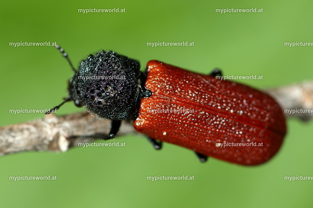 Bostrichus capucinus-003 | Das Bilderarchiv über Tiere, Planzen und Landschaften. In der Bilddatenbank finden Sie ein große Auswahl an hochwertigen Bilder für Ihre Werbung - Realized with Pictrs.com