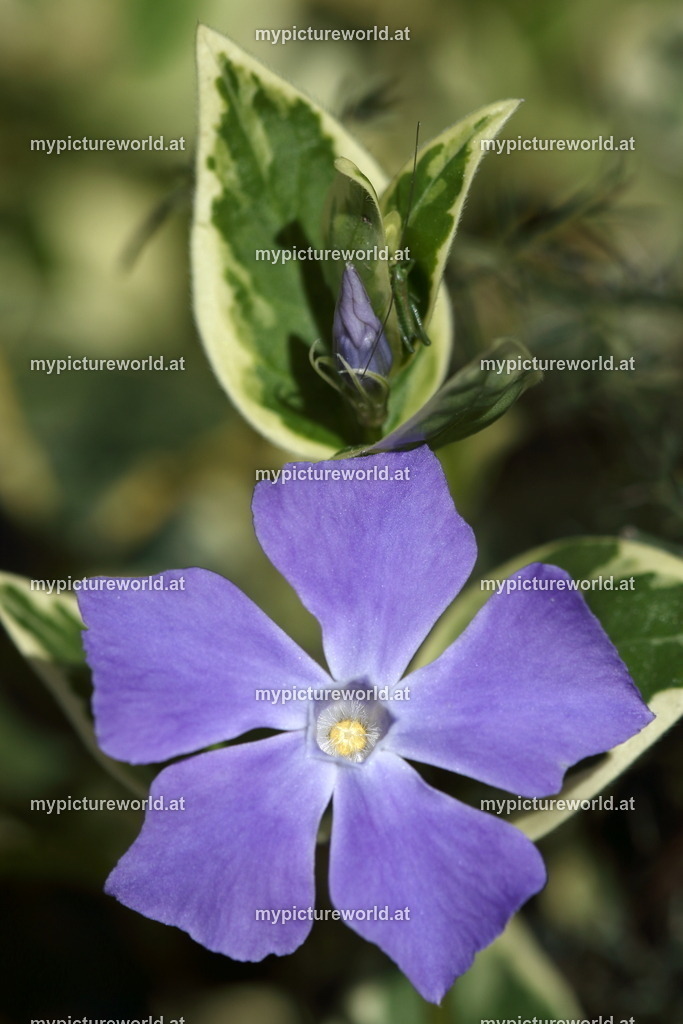 Großes Immergrün-005 | Das Bilderarchiv über Tiere, Planzen und Landschaften. In der Bilddatenbank finden Sie ein große Auswahl an hochwertigen Bilder für Ihre Werbung - Realisiert mit Pictrs.com