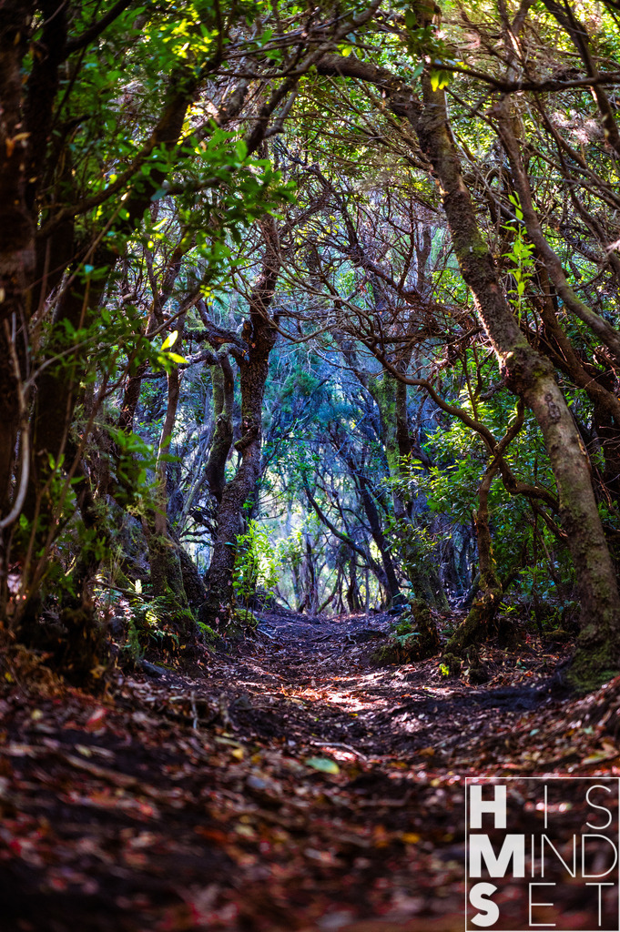 Zauberwald | Sichere dir dein Lieblingsbild von HISMINDSET als Print für dein Zuhause oder das Büro! - Realisiert mit Pictrs.com