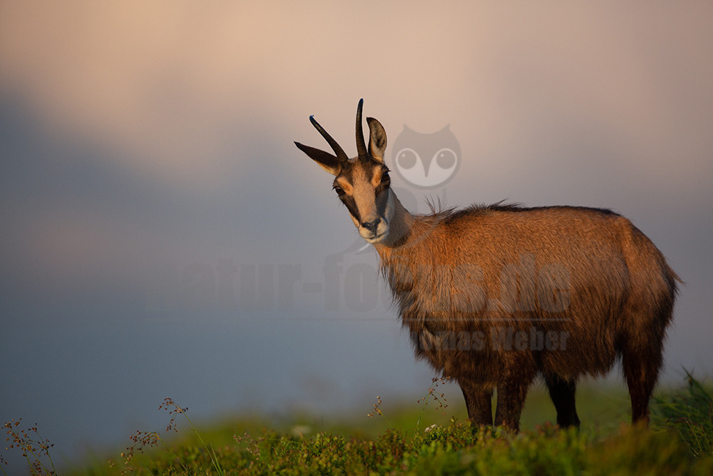 20130704210228 | Die Gemse ( Rupicapra rupicapra ) ist ein Huftier, das dank seiner aussergewöhnlichen Anpassungsfähigkeit den extremen Lebensbedingungen im Gebirge gewachsen ist. Die Gemse vereint auf eindrückliche Art Widerstandskraft, Gewandtheit und Robustheit. Während sie früher in die schwer zugänglichen Gebirgsmassive zurückgedrängt wurde, ist sie heute in Wäldern mittlerer Höhe und gar in tiefen Lagen stark verbreitet. - Realisiert mit Pictrs.com