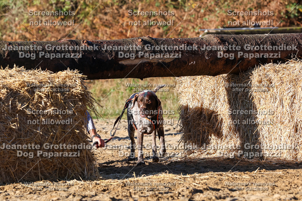 Dog Paparazzi - Strongdog 10-25-1340 | Dog Paparazzi Jeanette Grottendiek Fotografie & Videografie - Realisiert mit Pictrs.com