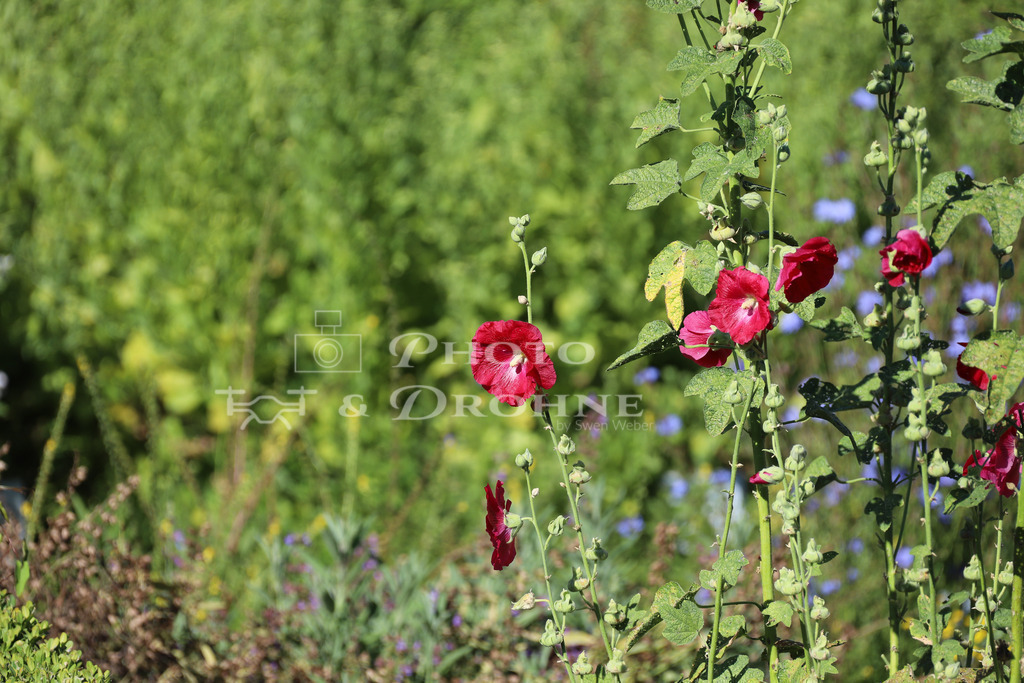 Hirzenach-9688 | Hirzenach Alte Probstei - Realisiert mit Pictrs.com