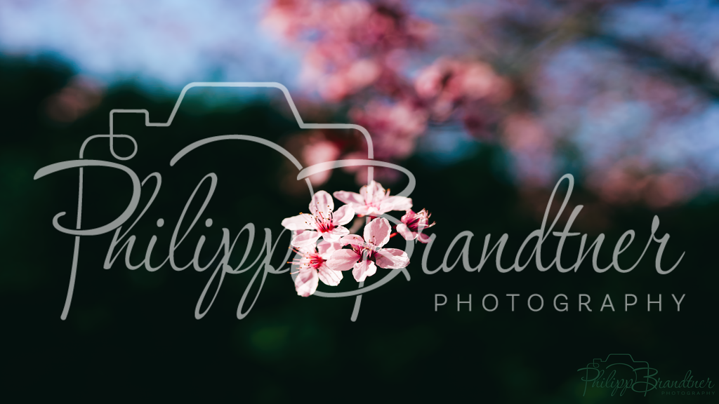 DSC05366-4K | BrandtnerPhotography - Realisiert mit Pictrs.com