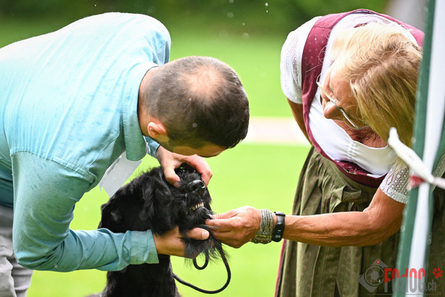 Ausstellung des Pinscher Schnauzer-Klub | Ausstellung des Pinscher-Schnauzer-Klub, OG München in Gröbenzell 29.07.2023 Foto: Leo Wyden