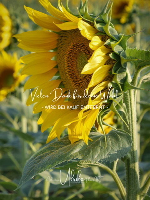 IMG_6382 | Fotografie für »mehr« Persönlichkeit ... von Anfang an - authentisch natürlich emotional - Geburt, Kinder und Familie, Entrepreneure, Kreative, Kamera-Scheue, Interessierte. Mit Empathie und ohne Posen erstelle ich Bilder mit "Wieder-Erkennungs-Gefühl".