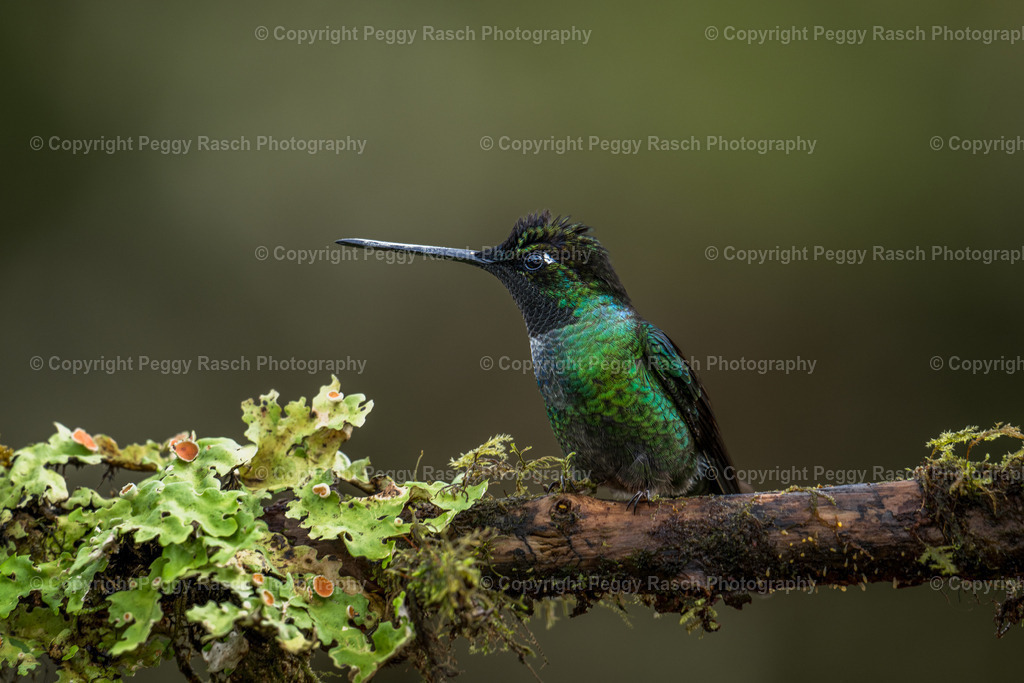 Kolibris (3 von 32) (11) | PeggyRaschPhotography - Realisiert mit Pictrs.com