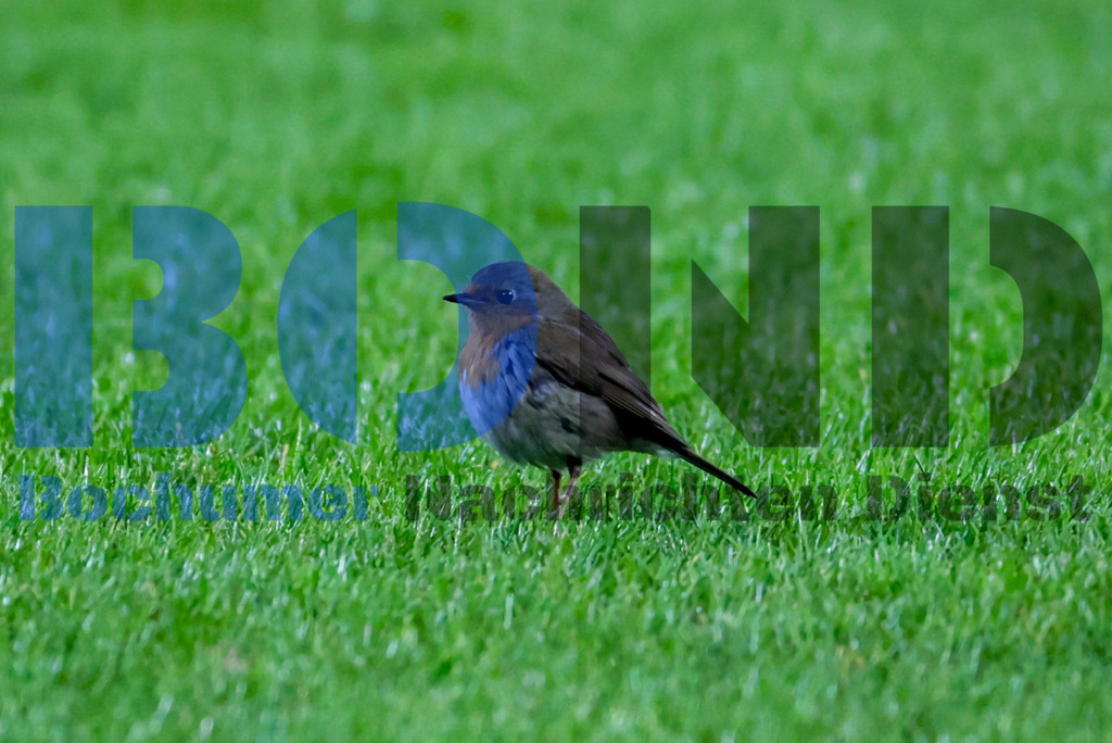 Rotkehlchen im Stadion {date} -  | {headline}



(Foto: Sebastian Sendlak / BOND)

 - Realisiert mit Pictrs.com