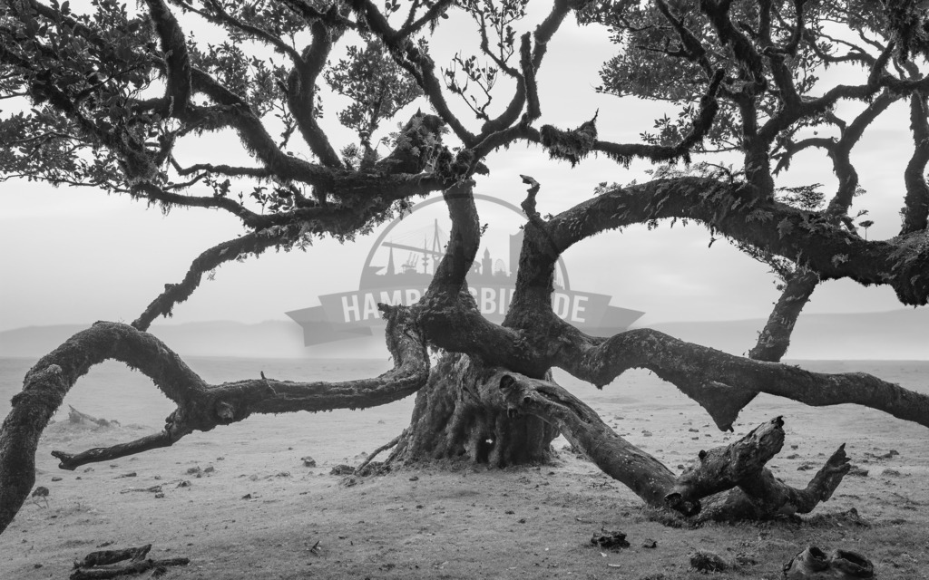 Schwarzweiss-Colorkey-Motive-by-stativkunst.de-010 | Exklusive Hamburg collagen, tolle Segelbilder und viele weitere tolle Motive auf Leinwand, Poster, Alu-Dibond, u.v.m. findet Ihr bei uns auf hamburgbild.de. Findet Euer Wandbild für Euer Zuhause, Büro oder die  Praxis…. - Realisiert mit Pictrs.com