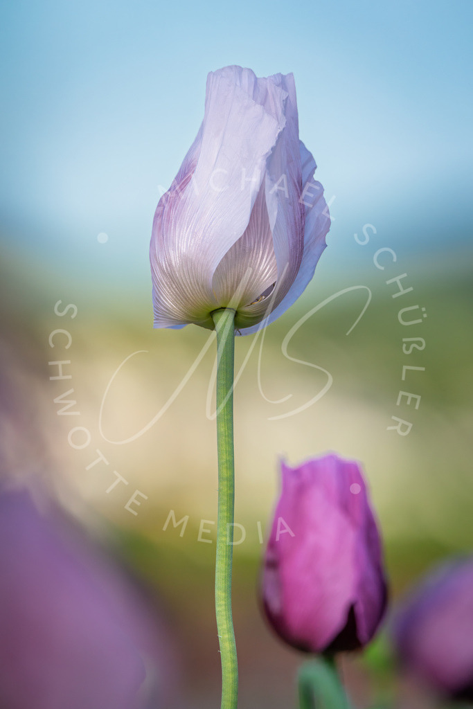 2025-05-20 2025-05-20 Erlenbacher Oelmuehle Mohnblumen 209 | Schwotte Media - Realisiert mit Pictrs.com