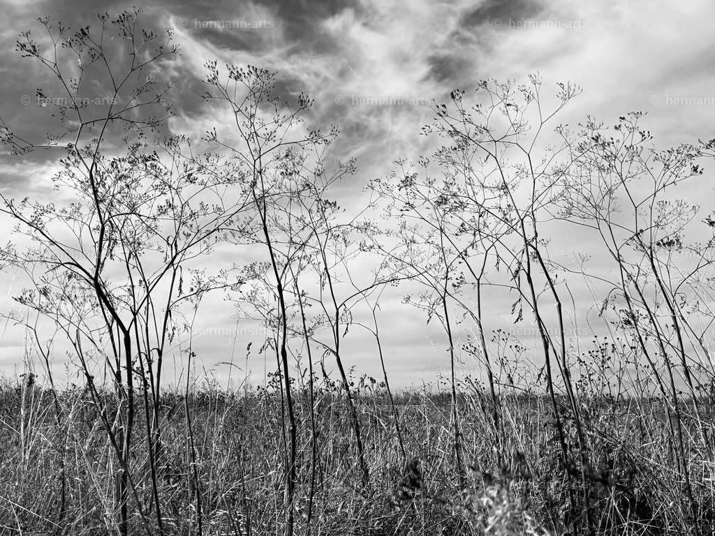 Hermann-Arts_social_media_048 | Photo Foto Kunst Art schwarzweiss Bilder Rheine Münster Berlin Blumen 