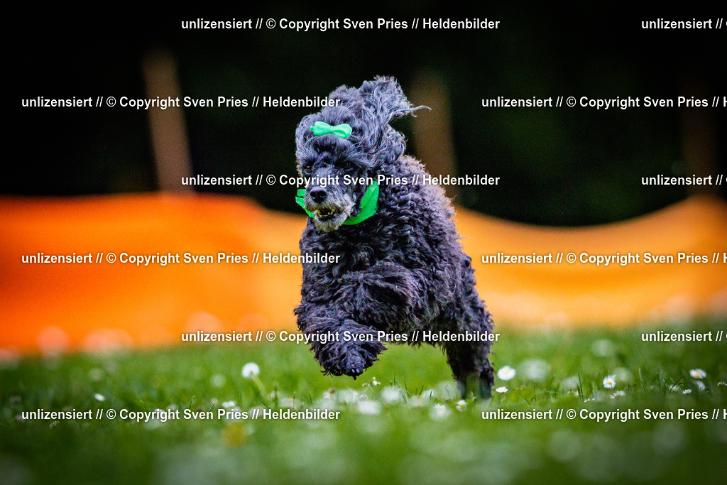 Sven Pries | 2025-05-29 - Pudelrennen KA-Durlach - Realisiert mit Pictrs.com