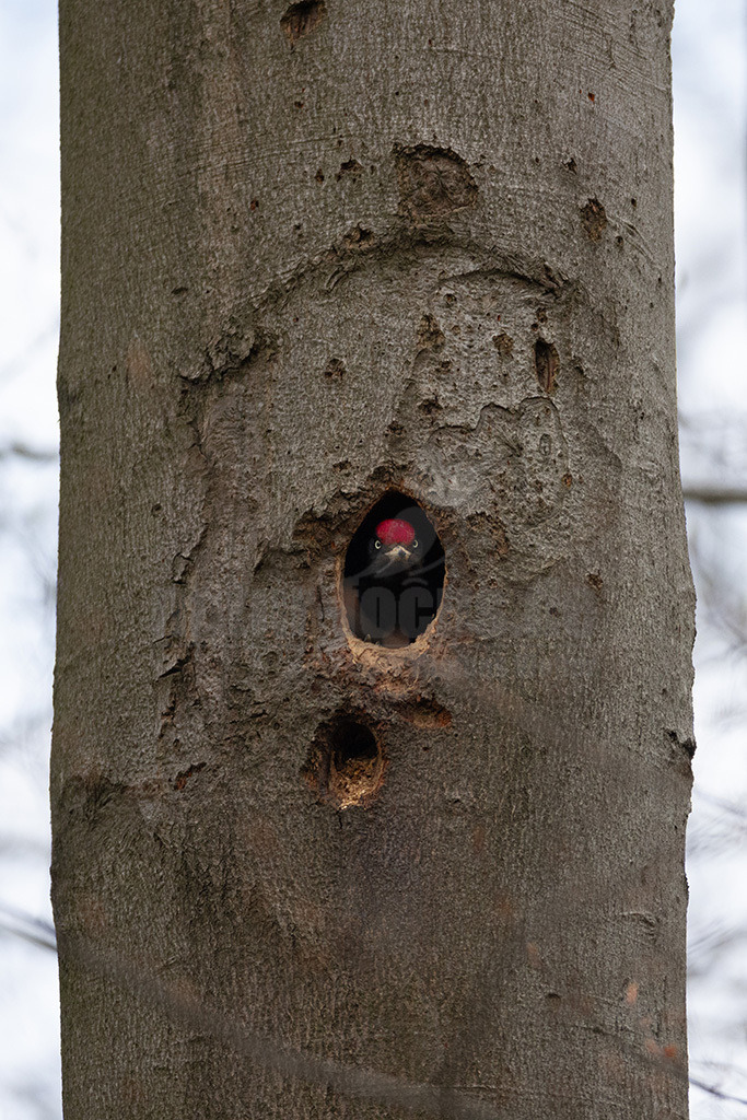 20220414165435 | Der Schwarzspecht ist ein Vertreter der Gattung Dryocopus innerhalb der Unterfamilie der Echten Spechte. Der in Mitteleuropa durch seine überwiegende Schwarzfärbung und die rote Scheitelfärbung unverwechselbare Vogel ist etwa krähengroß und mit Abstand der größte europäische Specht. - Realisiert mit Pictrs.com