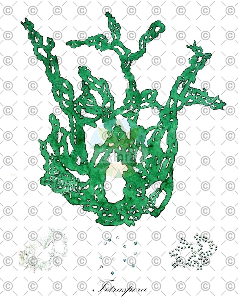 HistAbb_wfo-0001145958_1_ENZY_Simple | Historische Abbildung von Tetraspora - Tetrasporaceae (0) | Historical Illustration of Tetraspora - Tetrasporaceae (0)