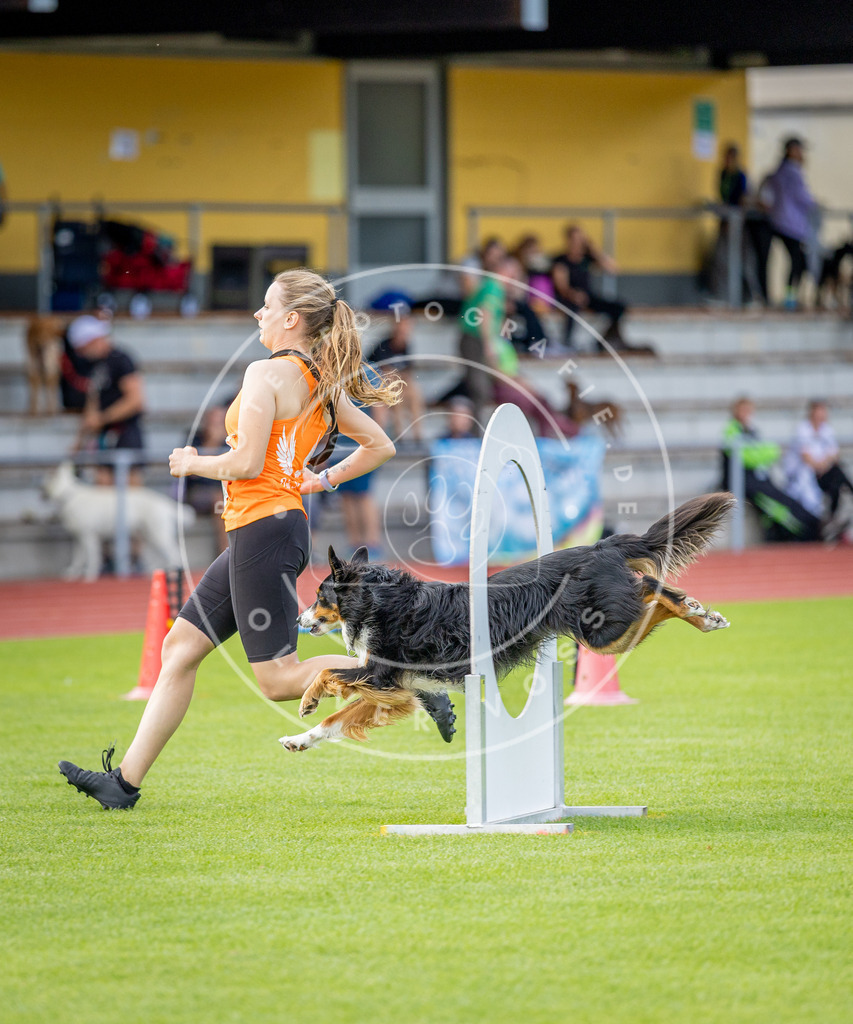 Pfotenfotografie_DV3A3252 | Hundefotografie, Tierfotograf, Pfotenfotografie, Fotoshooting Hund, Hunde Portrait, Hundesport, Hundeportraits, Heideshooting, Hunde, Sportfotograf, Hundefotograf, Turnierhundsport, THS,  - Realisiert mit Pictrs.com