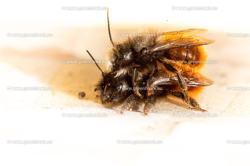 IMG_9285 | Greenhawks Bilder Shop für Landschaften, Urban, Tiere und weiteres als Poster Leinwand oder Fotogeschenk für Ostern Weihnachten oder Geburtstag  - Realisiert mit Pictrs.com