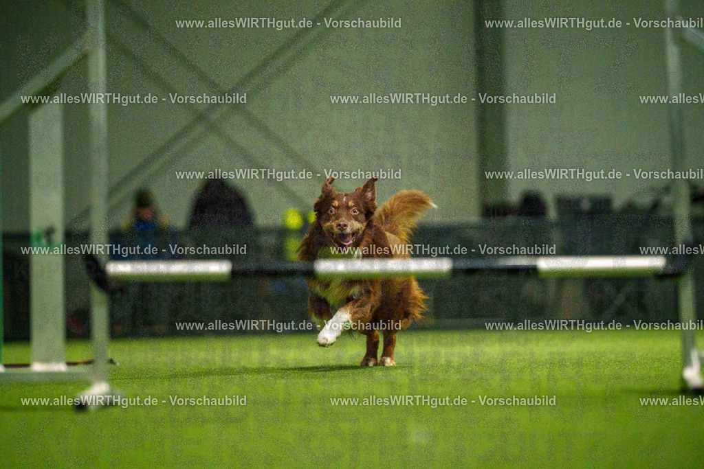 7R509108 | Professionelle Tierfotografie in Mönchengladbach von Daniel Wirth (allesWIRTHgut). Liebevolle & natürliche Bilder von Hunden & Katzen für unvergessliche Erinnerungen.