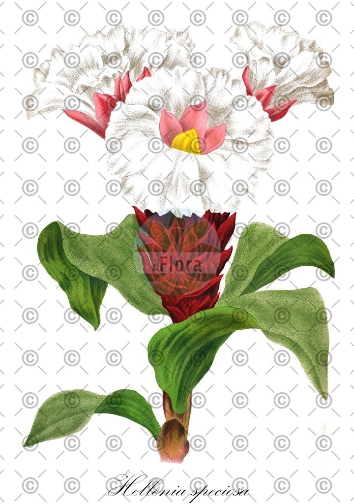 HistAbb_EMP_109403_1_SIMPLE | Historische Abbildung von Hellenia speciosa - Costaceae | Historical Illustration of Hellenia speciosa - Costaceae