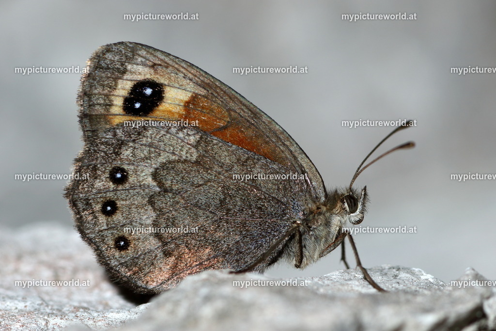 Erebia stirius-008 | Das Bilderarchiv über Tiere, Planzen und Landschaften. In der Bilddatenbank finden Sie ein große Auswahl an hochwertigen Bilder für Ihre Werbung - Realisiert mit Pictrs.com