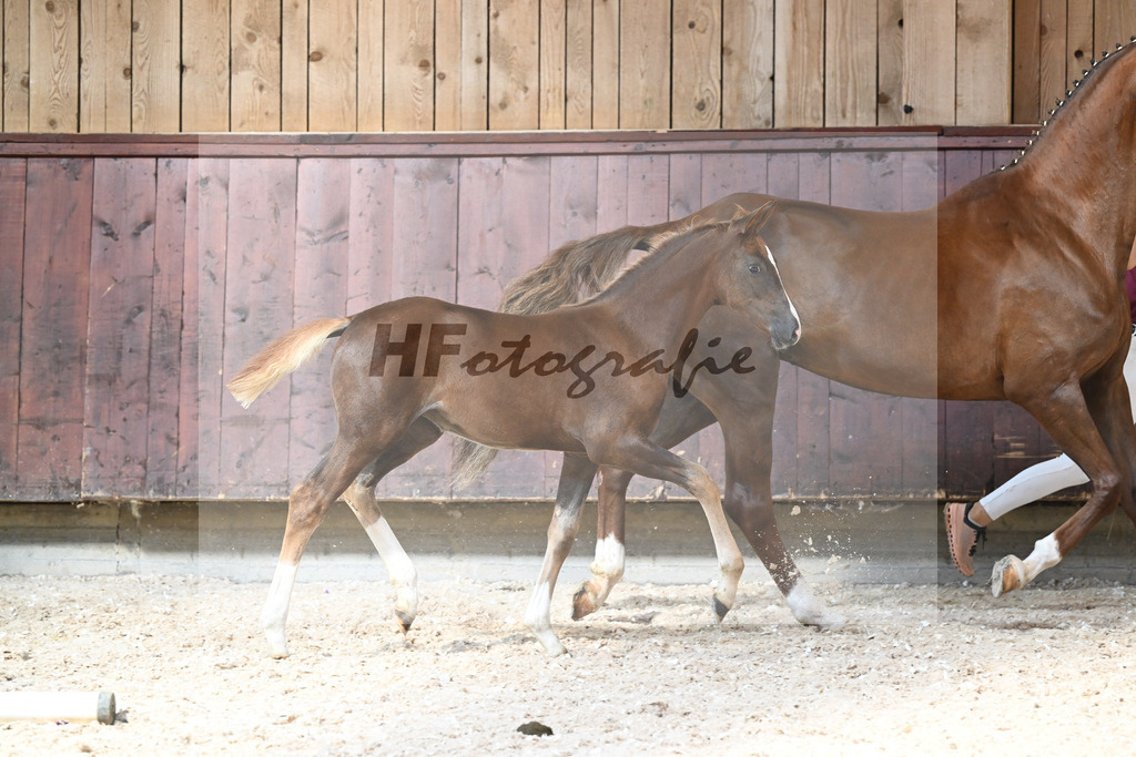 Kat-Nr. 22 SF Succession x Franziskus_Seiler_32240416 | hf-fotografie - Realisiert mit Pictrs.com