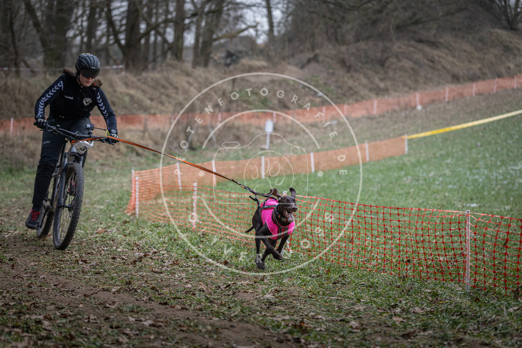 Pfotenfotografie_DV3A9610 | Hundefotografie, Tierfotograf, Pfotenfotografie, Fotoshooting Hund, Hunde Portrait, Hundesport, Hundeportraits, Heideshooting, Hunde, Sportfotograf, Hundefotograf, Turnierhundsport, THS,  - Realisiert mit Pictrs.com