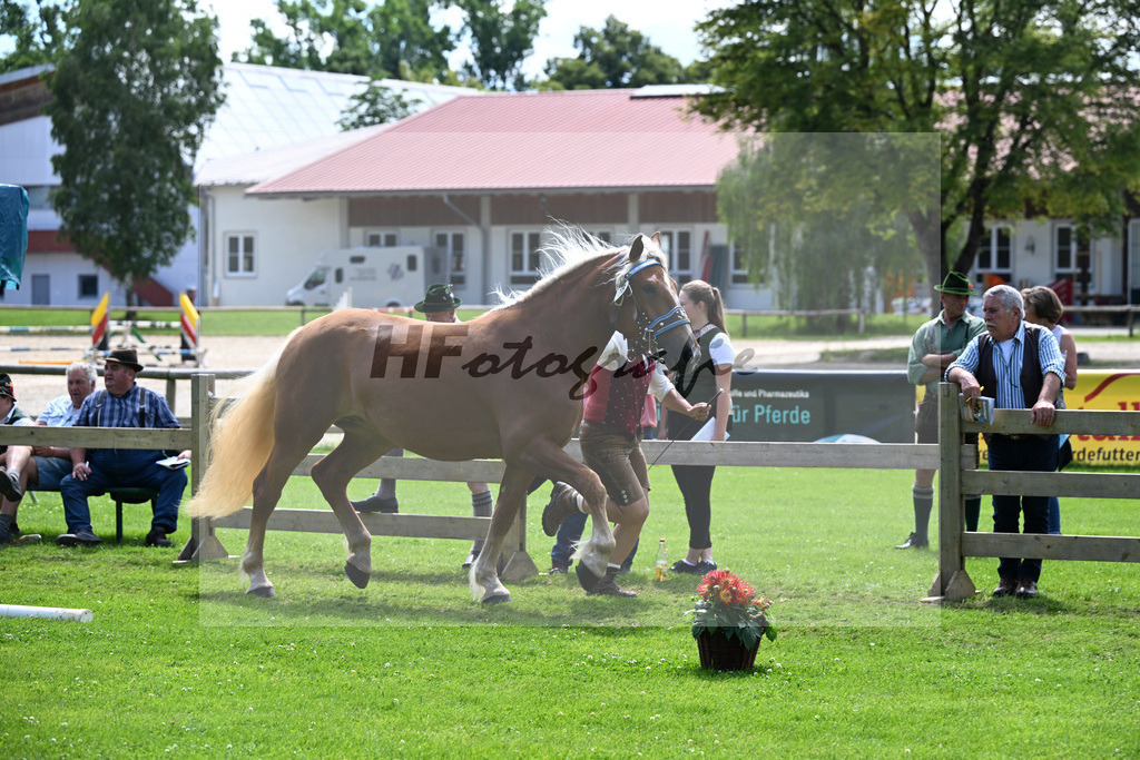 Kat-Nr. 78 Helvicia v. Veitel_Lamecker_22241394 | hf-fotografie - Realizzato con Pictrs.com