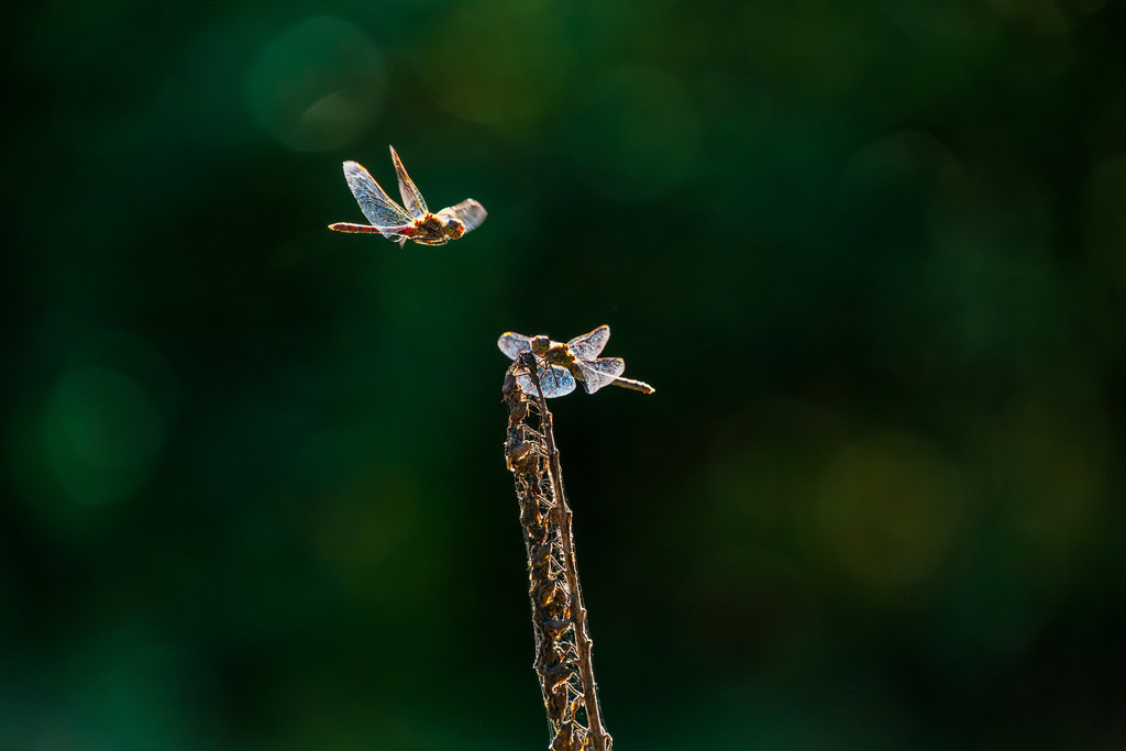 2025_09_07_LUENBURGER HEIDE_MCP2030 | Hochwertig gedruckte Fotografien für die Wand, als Kalender und zum Verschenken. Hamburg & Norddeutschland und überall wo ich mit der Kamera unterwegs war.