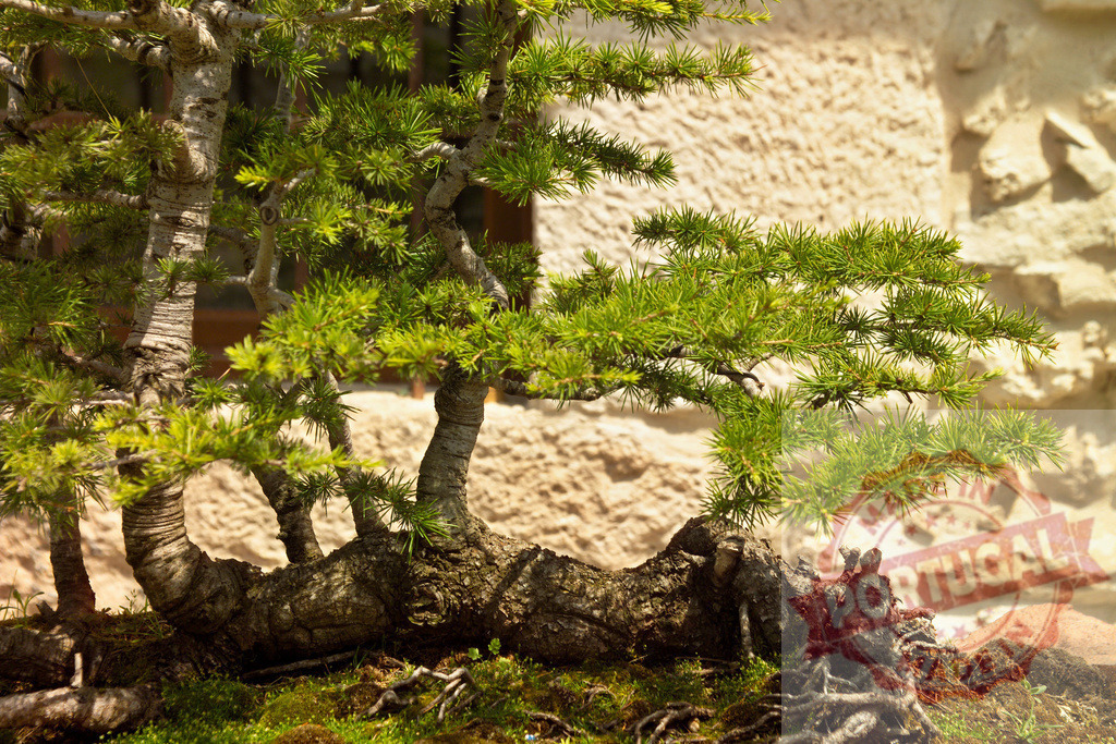 Bonsai tree with exposed roots on mossy ground | Bonsai tree with lush green foliage, thick trunk, and visible roots, thriving in sunlight - Realized with Pictrs.com