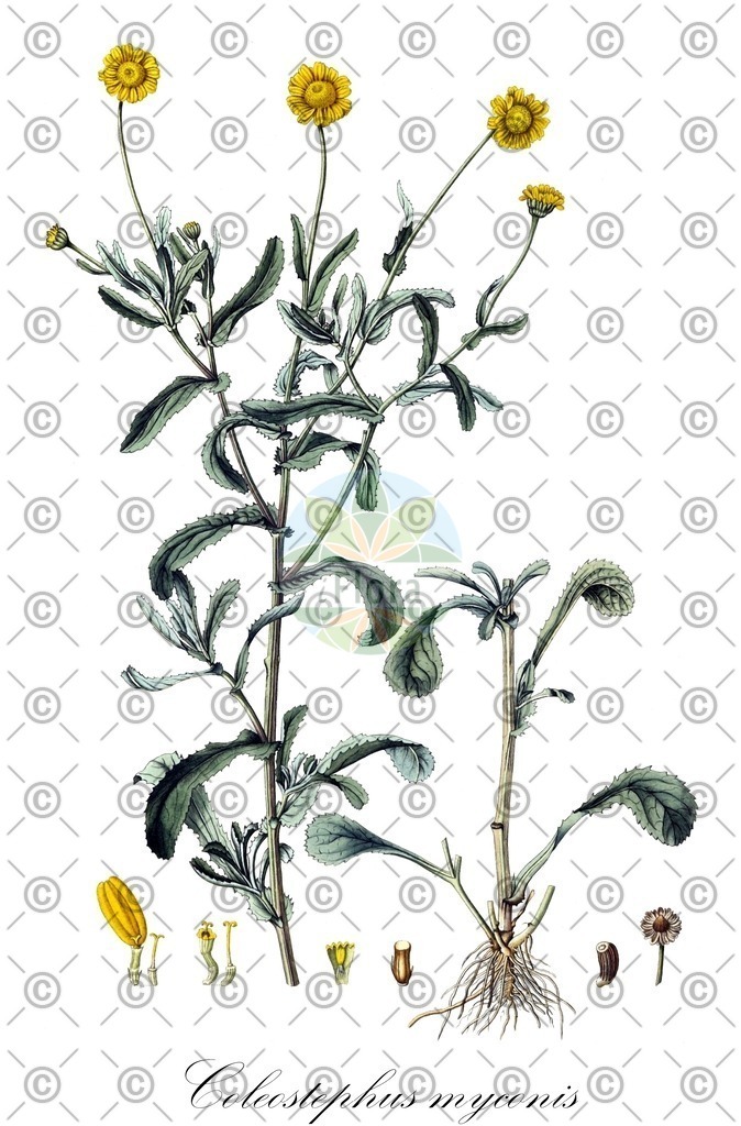 HistAbb_wfo-1000031592_1_ENZY_Simple | Historische Abbildung von Coleostephus myconis - Asteraceae | Historical Illustration of Coleostephus myconis - Asteraceae