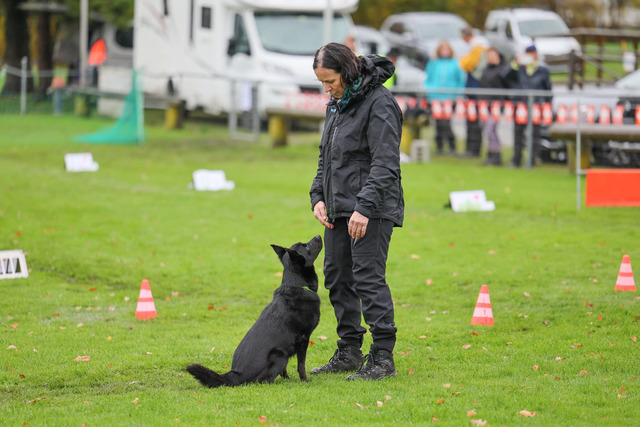 2025_Rally_Obedience_SM-86 | Ich fotografiere Hundeausstellungen, Sportanlässe, Zuchtstätten, Hundezucht, Hundeportrait, Lagotto - Realisiert mit Pictrs.com