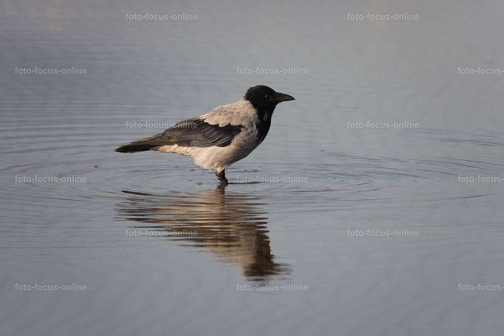 53 | foto-focus-online