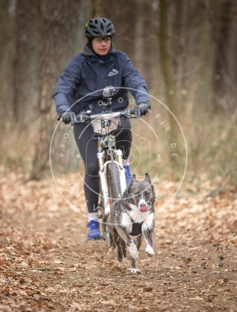 Pfotenfotografie_DV3A6143 | Hundefotografie, Tierfotograf, Pfotenfotografie, Fotoshooting Hund, Hunde Portrait, Hundesport, Hundeportraits, Heideshooting, Hunde, Sportfotograf, Hundefotograf, Turnierhundsport, THS,  - Realisiert mit Pictrs.com
