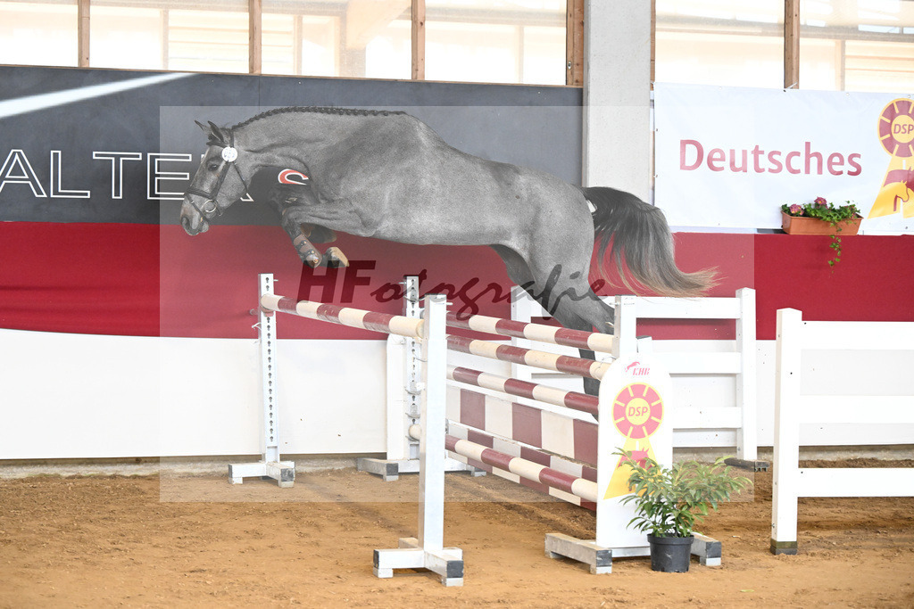 Kat-Nr. 54 Valpantino W v. Vingino_Walter_7251115 | hf-fotografie - Realizzato con Pictrs.com