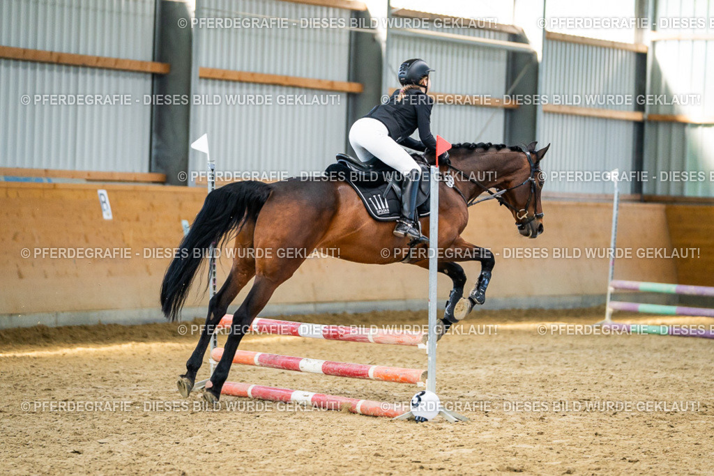 DSC01136 | Pferdegrafie