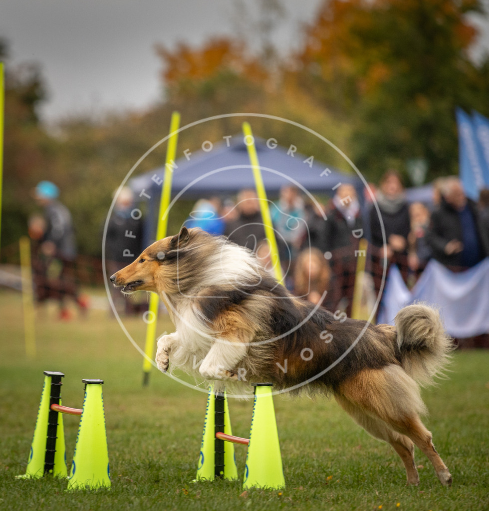 Pfotenfotografie_DV3A6648 | Hundefotografie, Tierfotograf, Pfotenfotografie, Fotoshooting Hund, Hunde Portrait, Hundesport, Hundeportraits, Heideshooting, Hunde, Sportfotograf, Hundefotograf, Turnierhundsport, THS,  - Realisiert mit Pictrs.com