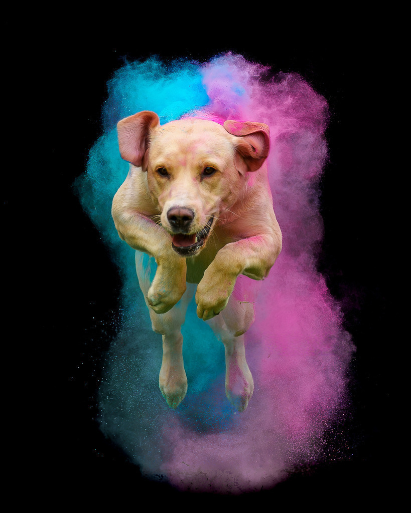 allesWIRTHgut Tierfotografie - 7IV06124-Verbessert-RR-Bearbeitet | Professionelle Tierfotografie in Mönchengladbach von Daniel Wirth (allesWIRTHgut). Liebevolle & natürliche Bilder von Hunden & Katzen für unvergessliche Erinnerungen.