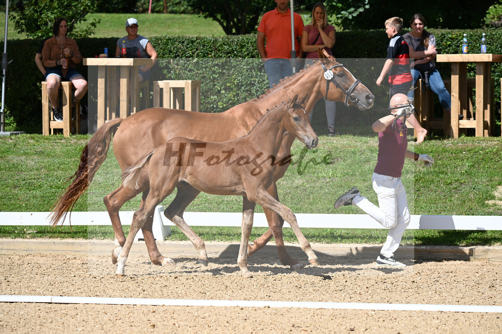 Kat-Nr. 18 HF DSP Va Bene x Florencio I_Lechl__27230272 | hf-fotografie - Realisiert mit Pictrs.com