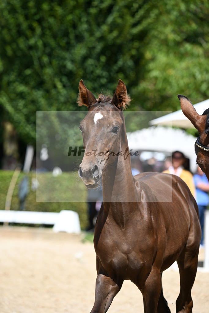 Kat-Nr. 19 Dream Boy x Lord Loxley I_SF_Schetter_29250640 | hf-fotografie - Realizzato con Pictrs.com