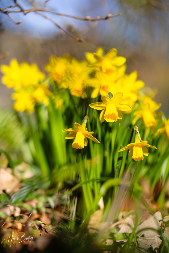 Blühende Narzissen | Blühende gelbe Narzissen - Realisiert mit Pictrs.com