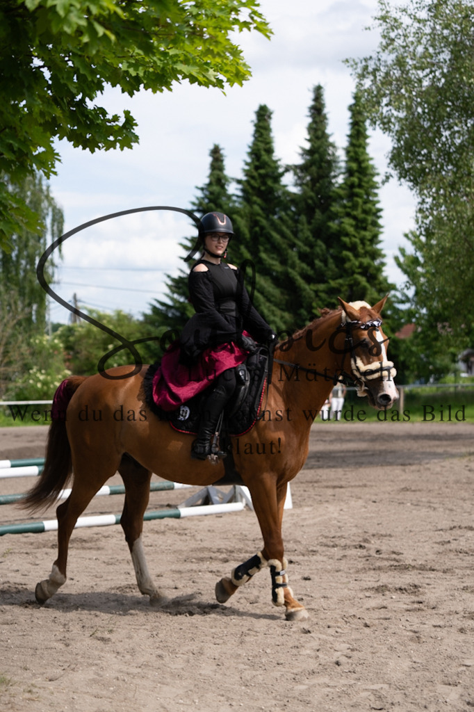 A7V04621 | Pferdefotograf