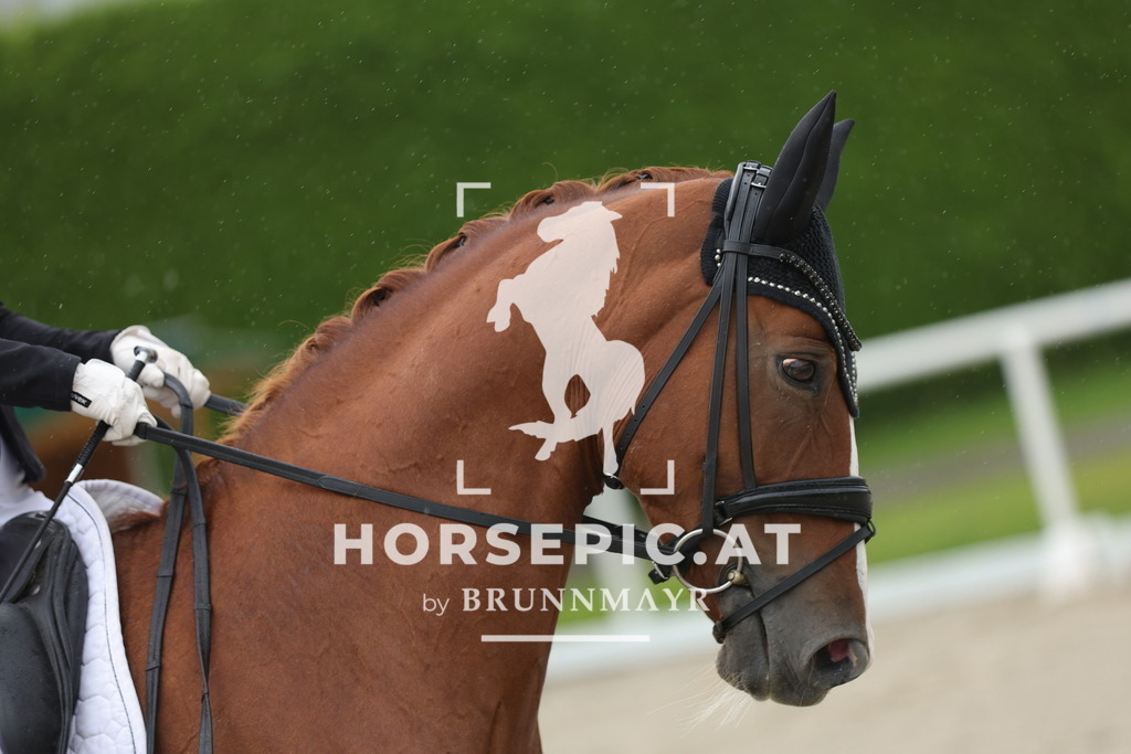 0P6A0100 | Willkommen bei Brunnmayr - Design & Fotografie – Ihrem Spezialisten für Reitturniere und Pferdeveranstaltungen in Oberösterreich, Salzburg und Bayern! Seit über 17 Jahren sind wir leidenschaftlich dabei.
