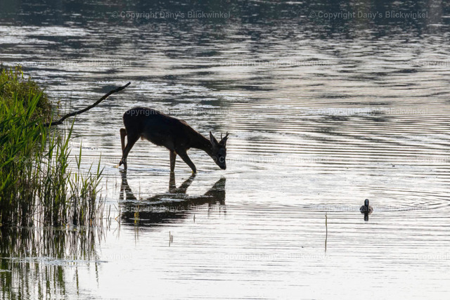 20171 | Tierfotografie, Tierkalender, Tierbilder, Insekten, Spinnen, Vögel, Schmetterling, Libellen, Leinwand, Colorkey, Qualität, Geschenkartikel, Geschenk - Realisiert mit Pictrs.com