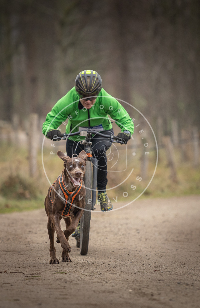 Pfotenfotografie_DV3A2340 | Hundefotografie, Tierfotograf, Pfotenfotografie, Fotoshooting Hund, Hunde Portrait, Hundesport, Hundeportraits, Heideshooting, Hunde, Sportfotograf, Hundefotograf, Turnierhundsport, THS,  - Realisiert mit Pictrs.com