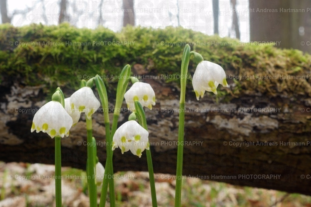 Märzenbecher  | Märzenbecher am moosbewachsenem Holzstamm - Realisiert mit Pictrs.com