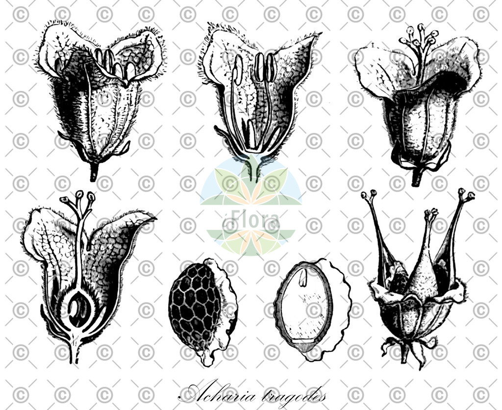 HistAbb_wfo-0000916584_1_ENZY_Simple | Historische Abbildung von Acharia tragodes - Achariaceae | Historical Illustration of Acharia tragodes - Achariaceae