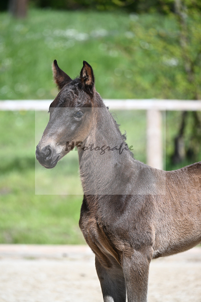 Foundation x Soliman de Hus_HF_Engbert_11240419 | hf-fotografie - Realisiert mit Pictrs.com