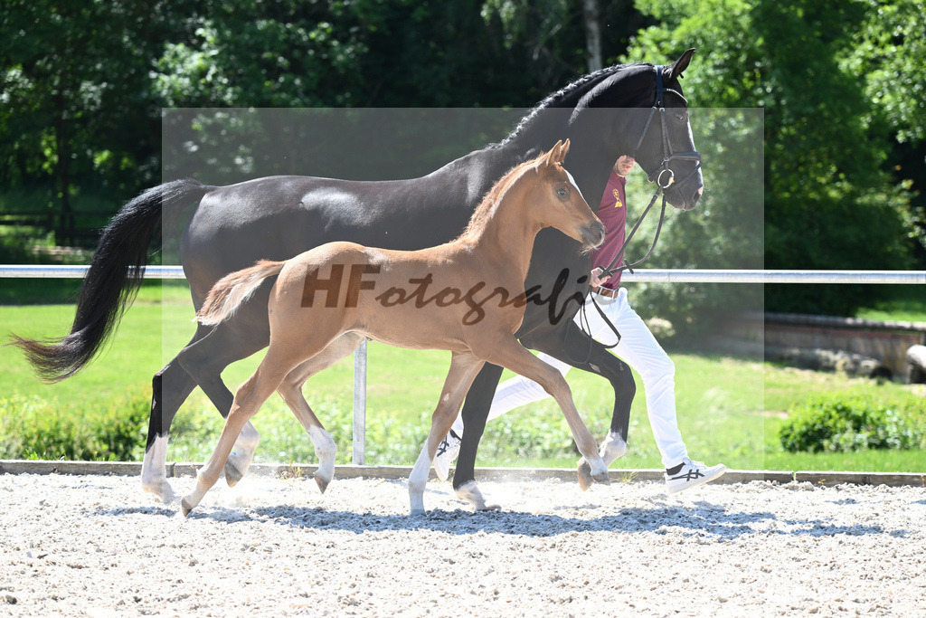 Kat-Nr. 9 HF Feliciano_Mueller_16230302 | hf-fotografie - Realisiert mit Pictrs.com