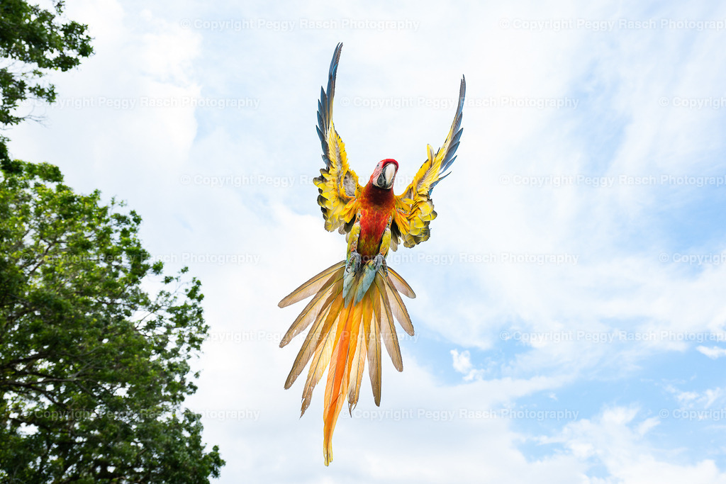 Ara (9) | PeggyRaschPhotography - Realisiert mit Pictrs.com